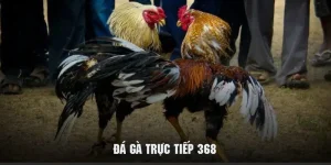 đá gà trực tiếp 368