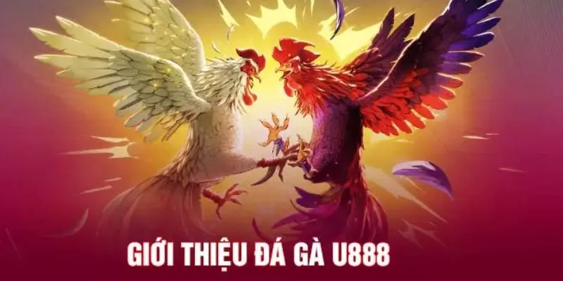 Vài nét về sảnh cược trực tuyến nổi tiếng Đá gà U888