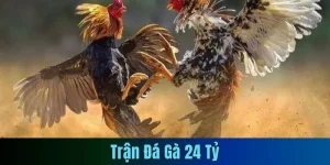 Trận đá gà 24 tỷ